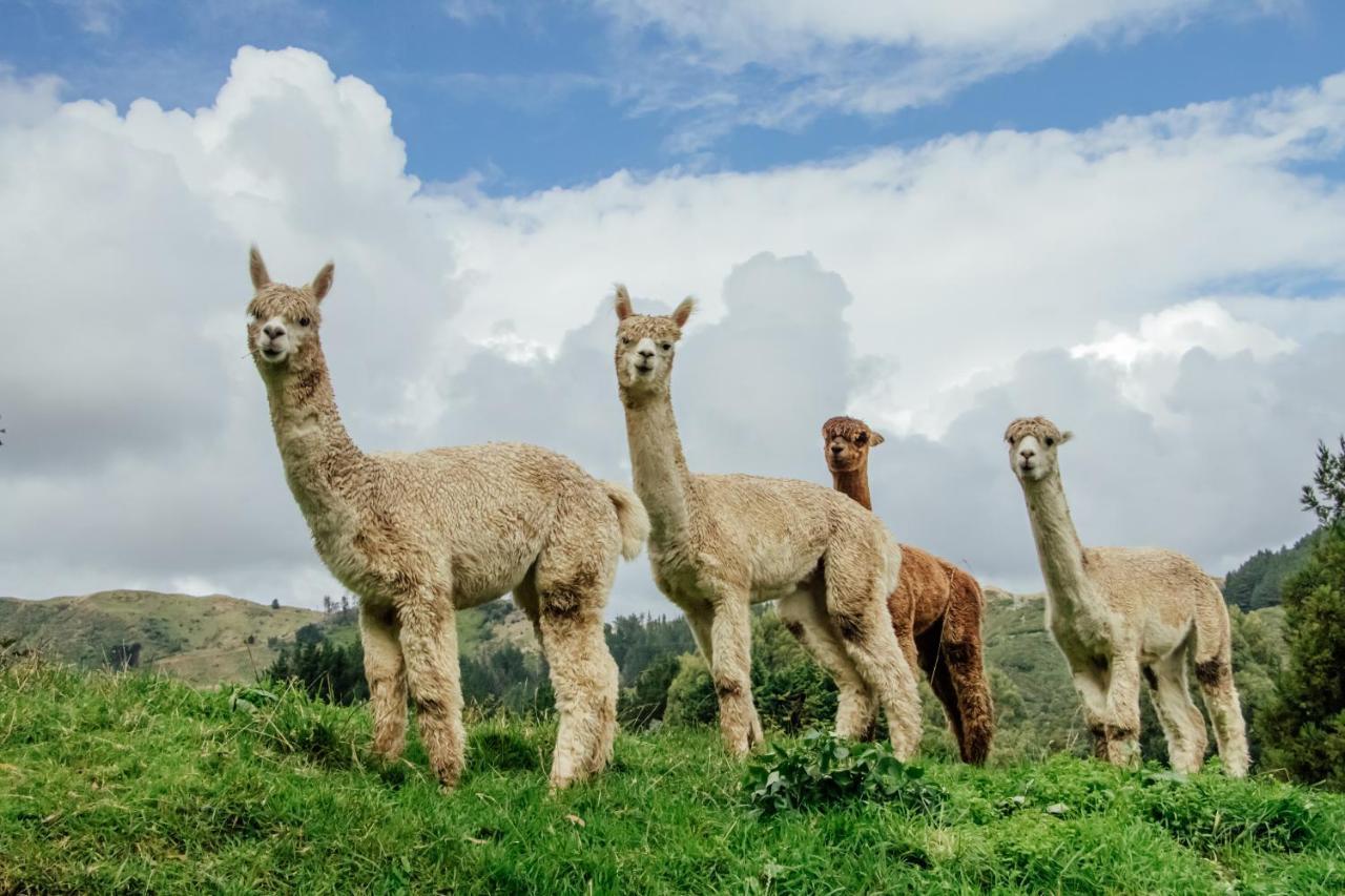 Luxury Stay, Alpaca Farm Paraparaumu Ngoại thất bức ảnh